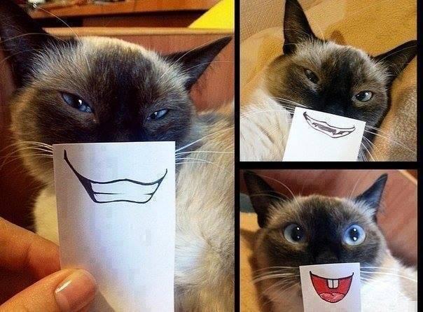 cat-grin